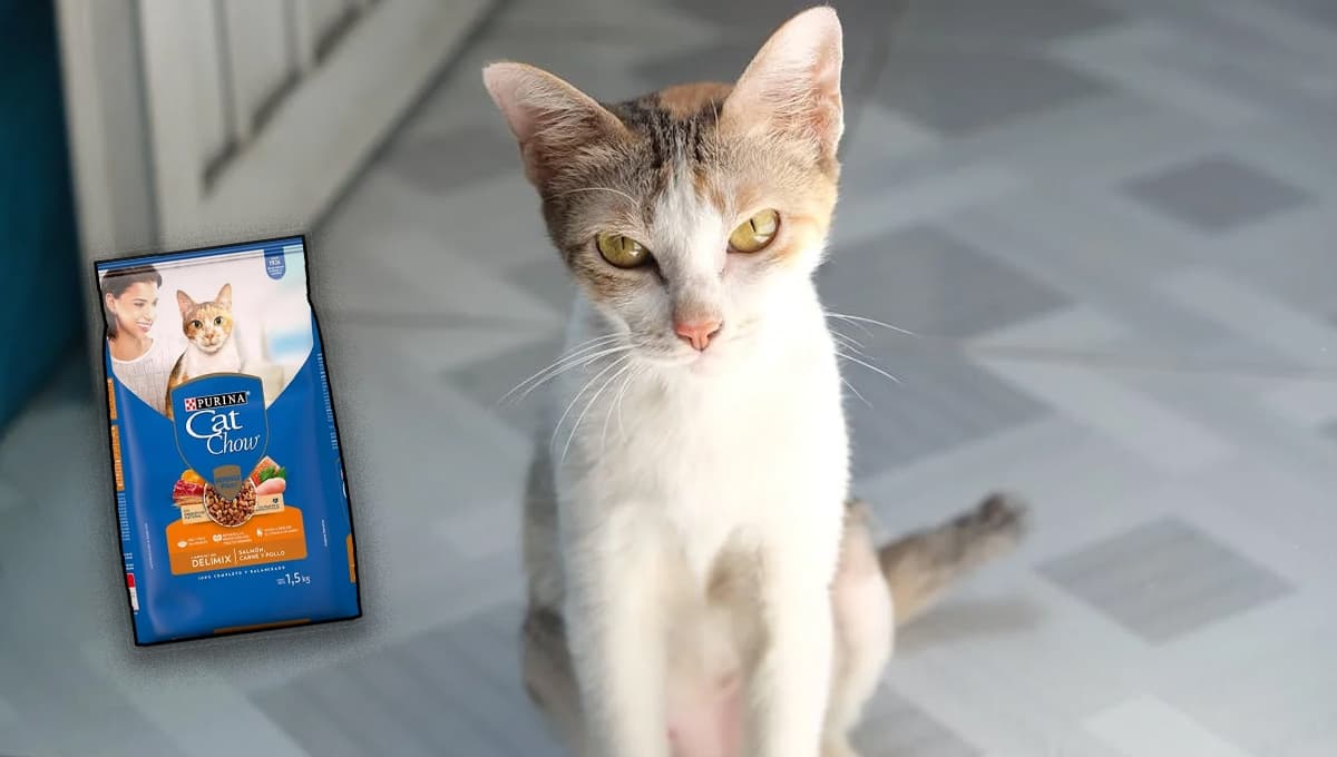 Purina Cat Chow, ¿es bueno o malo? Esto dice Profeco