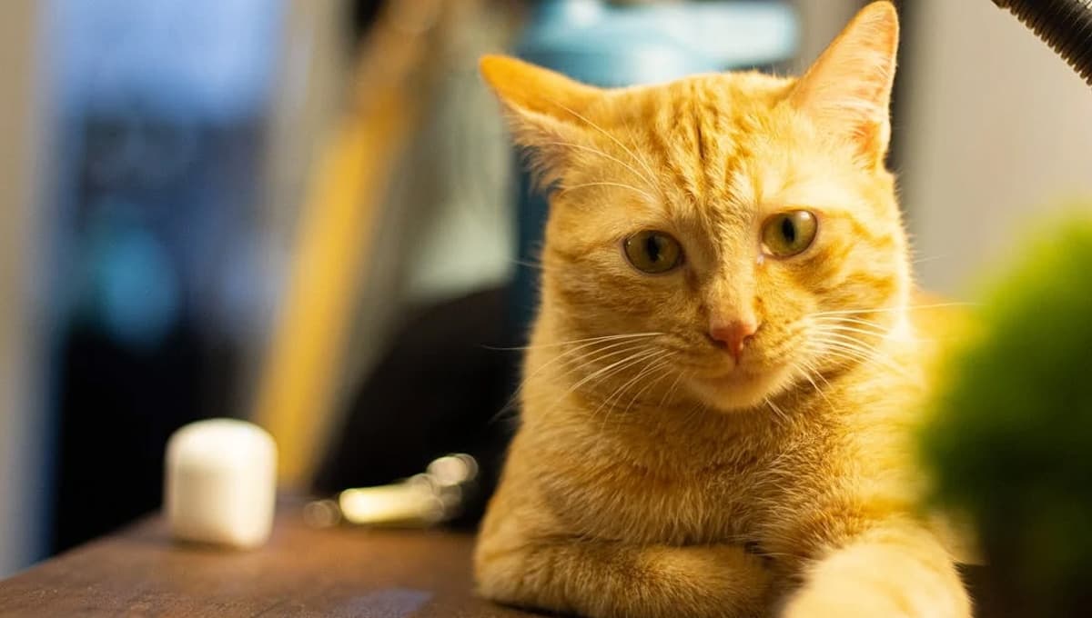 ¿Qué significa cuando a un gato no le gusta jugar?