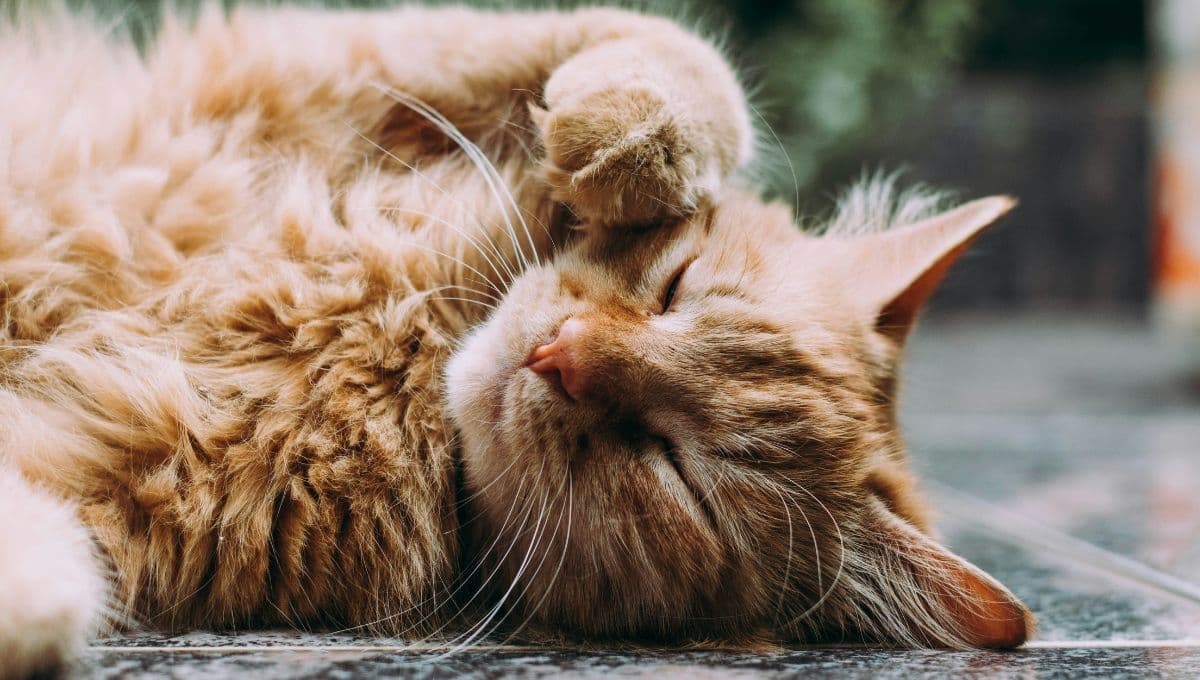 ¿Qué hacer si mi gata está en celo?