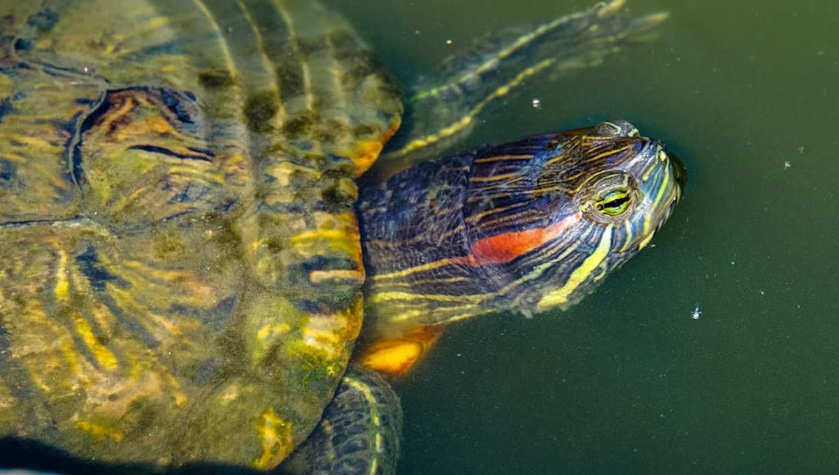 Beneficios de tener una tortuga como mascota en casa