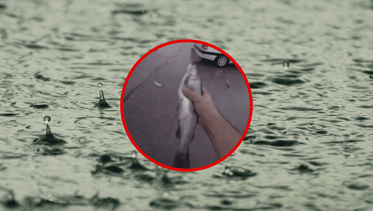 Lluvia de peces en Irán; ¿por qué ocurre este fenómeno? | VIDEO