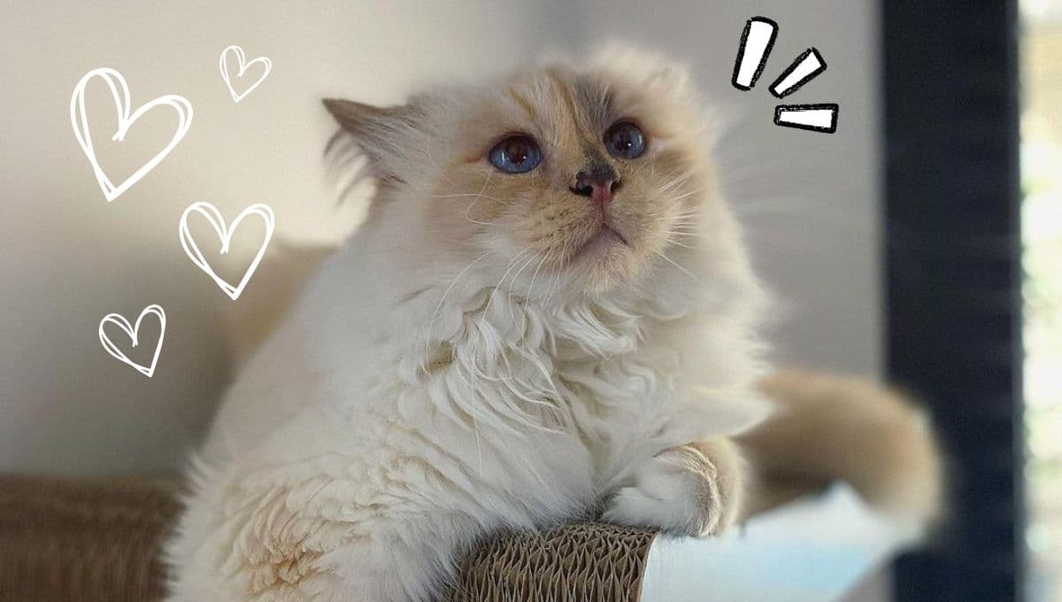 ¿Quién cuida a Choupette, la gata de Karl Lagerfeld que fue sensación en la Met Gala?