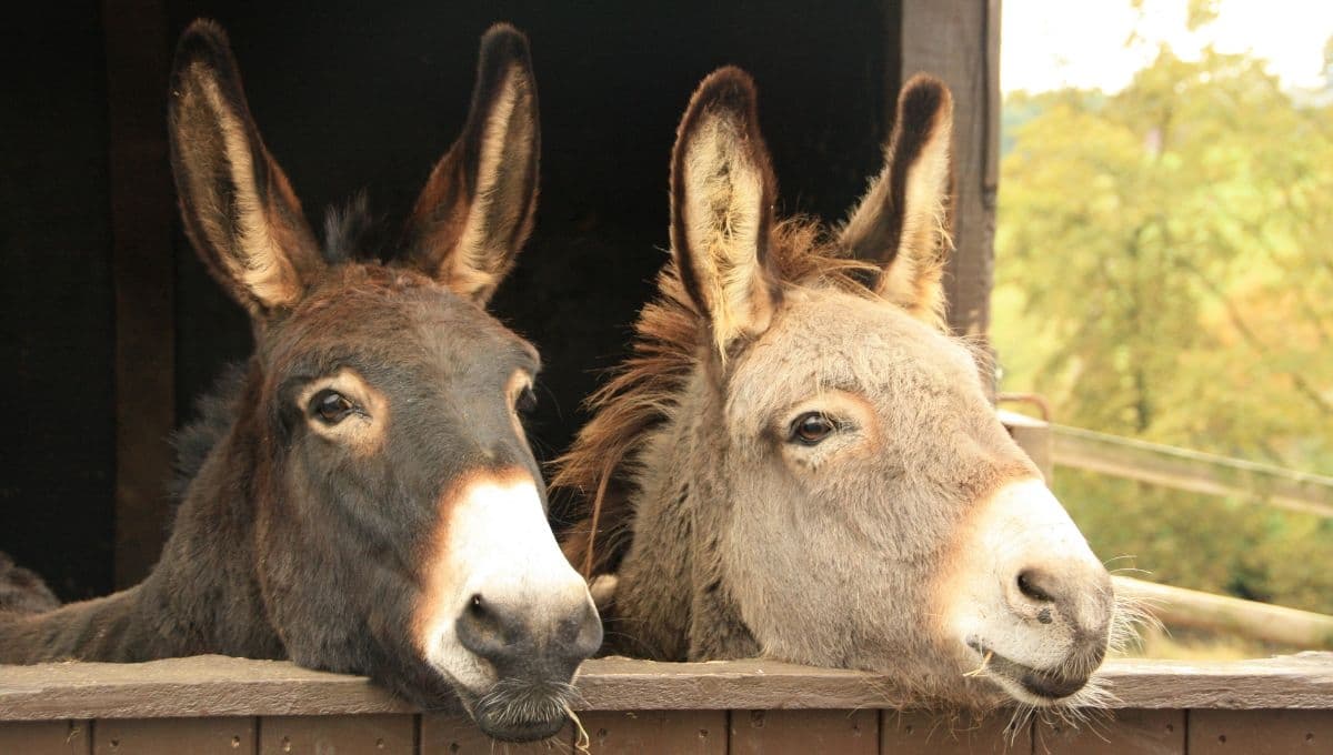¿Es buena idea tener un burro como mascota? Esto dice la ciencia
