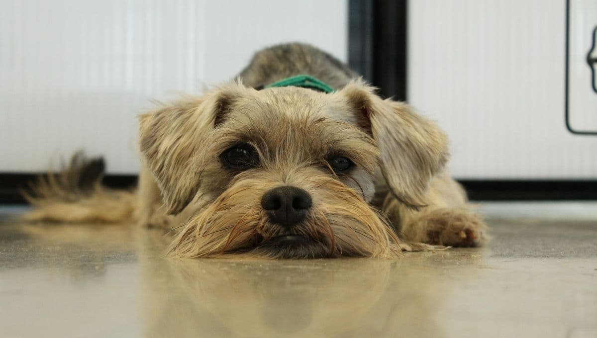 ¿Por qué tiemblan los perros Schnauzer?