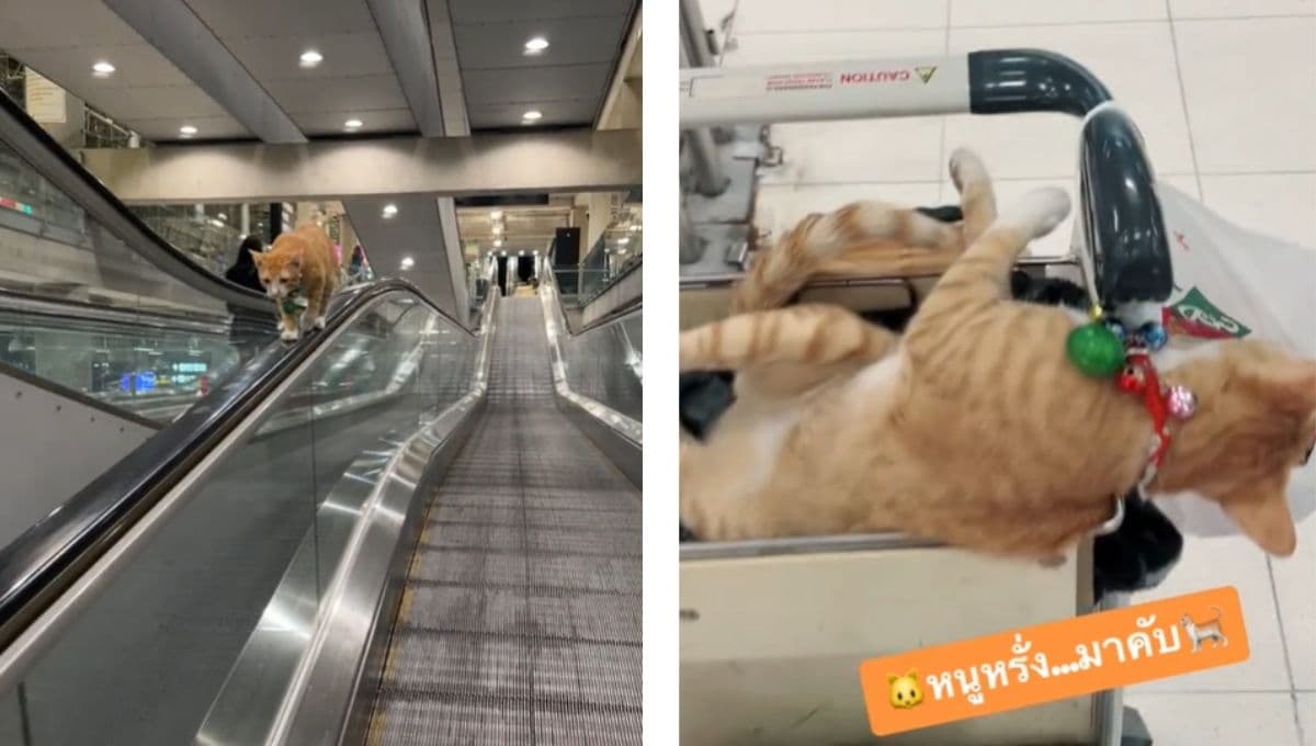 Conoce al gatito naranja que es sensación por vivir en el aeropuerto