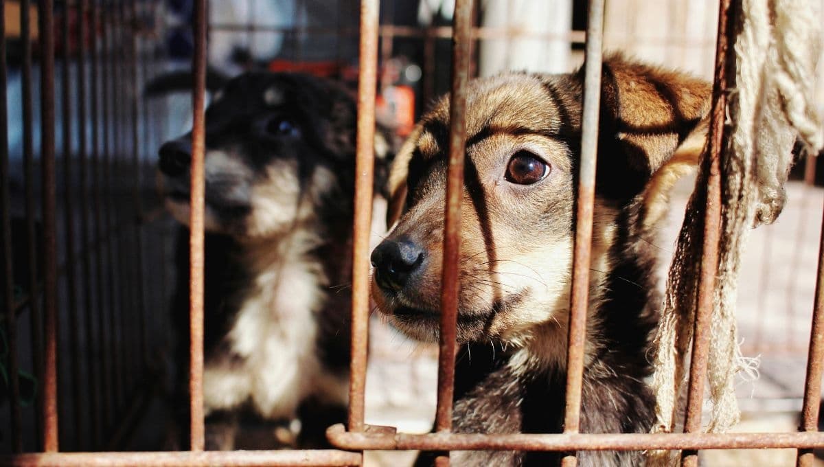 Alertan por página "Miradas tiernas" que pide dinero para rescatar mascotas y los maltrata