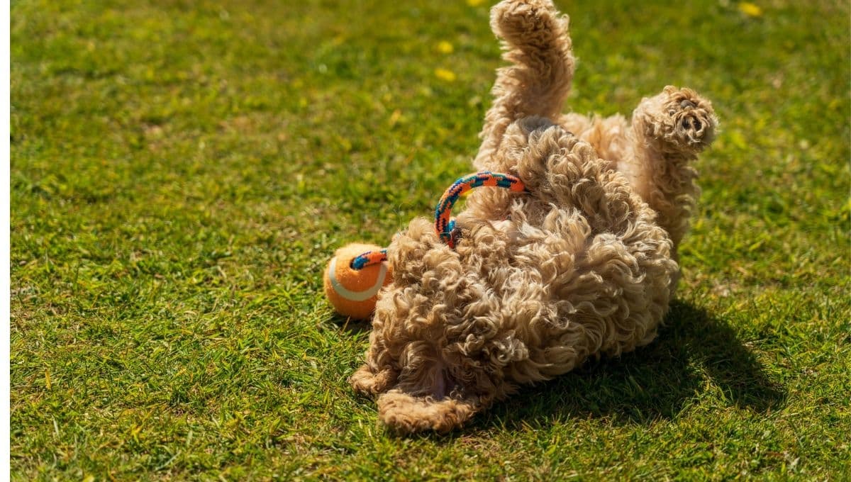 Los juguetes ideales para un perro ansioso