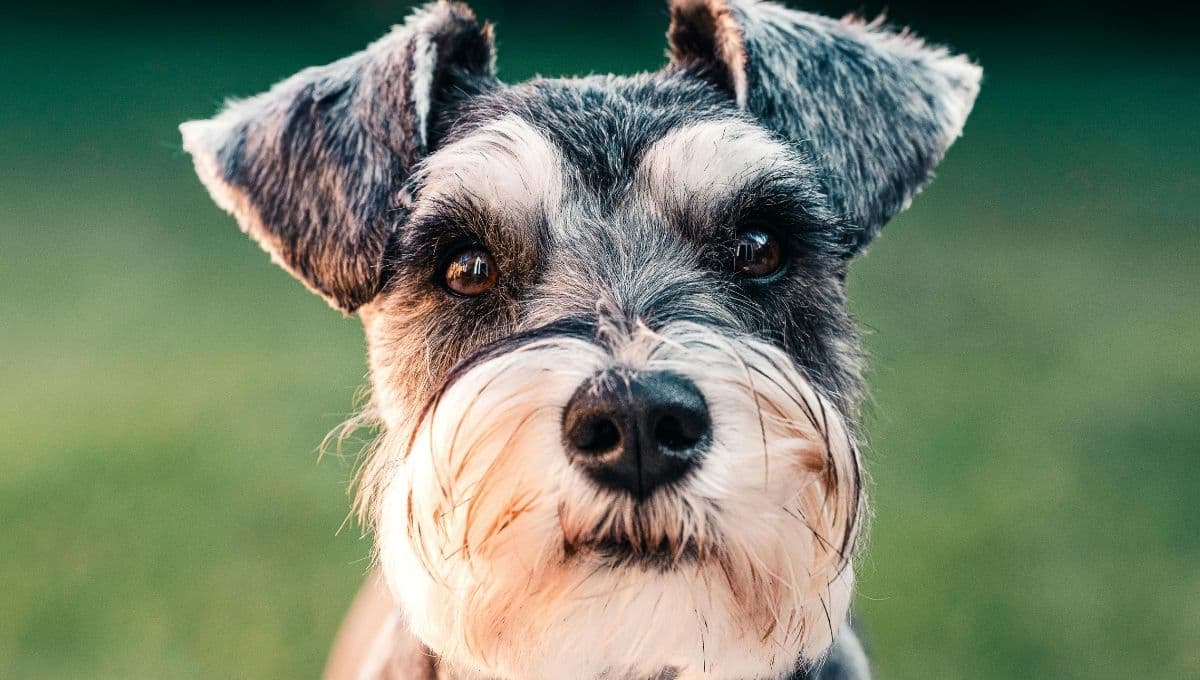 Nombres para perritas Schnauzer: Lista con las mejores opciones