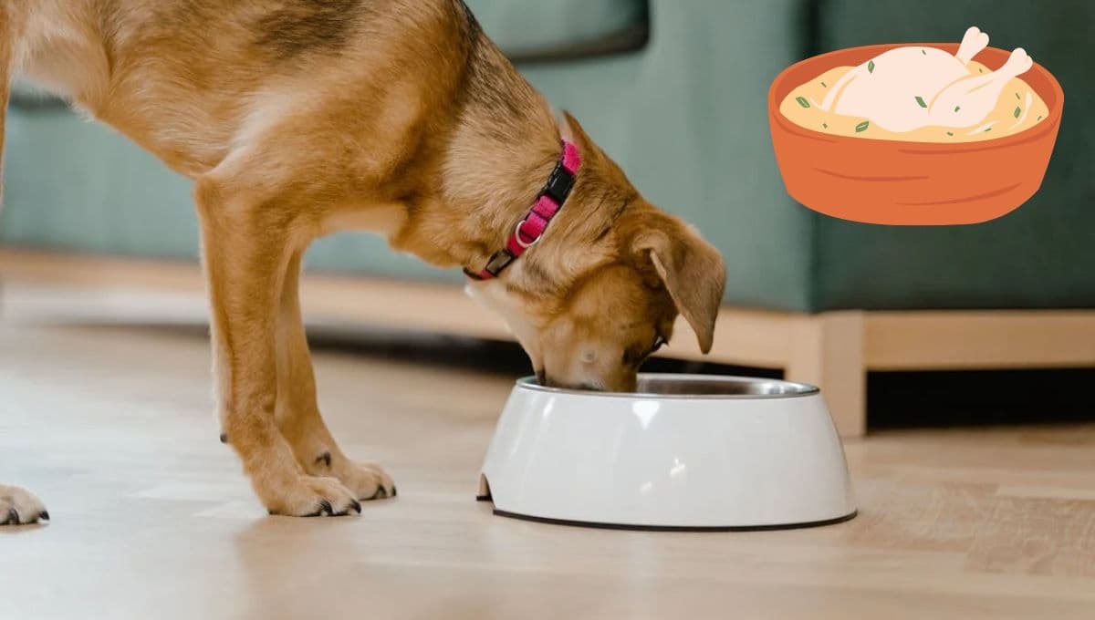 ¿Qué pasa si le doy caldo de pollo a mi perro?