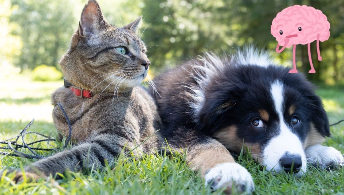 Así son los recuerdos que tiene en su mente tu perro o gato
