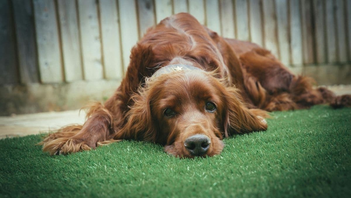 Nueva enfermedad en perros: revelan todos los síntomas del Complejo Respiratorio Infeccioso Canino