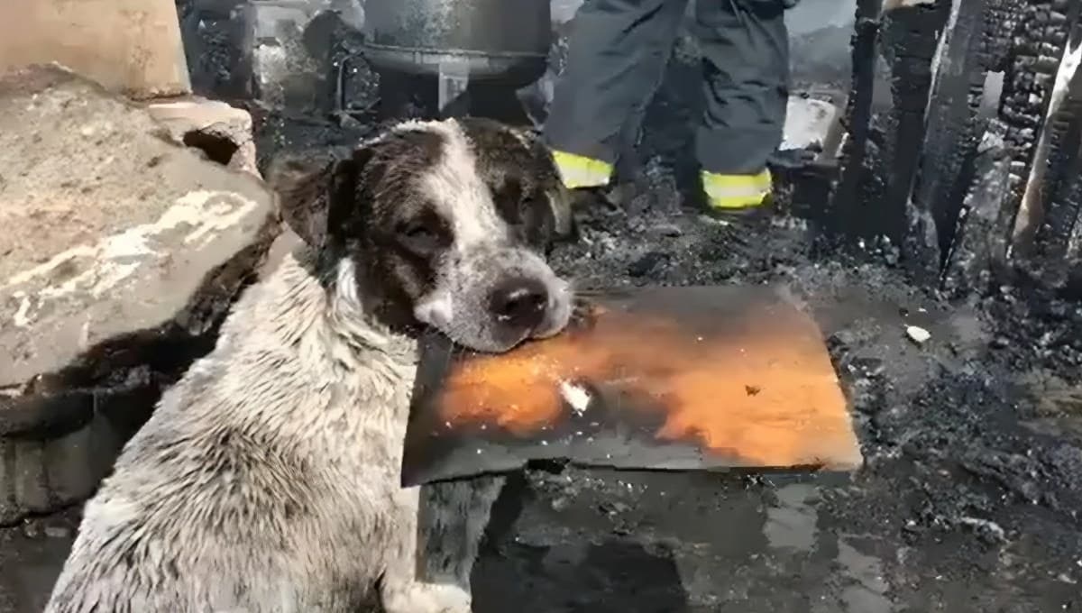 Perro rompe en llanto tras ver su casa quemada por incendio