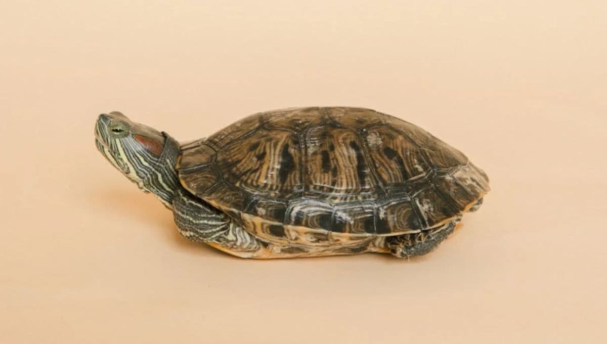 ¿Porqué mi tortuga no abre los ojos?