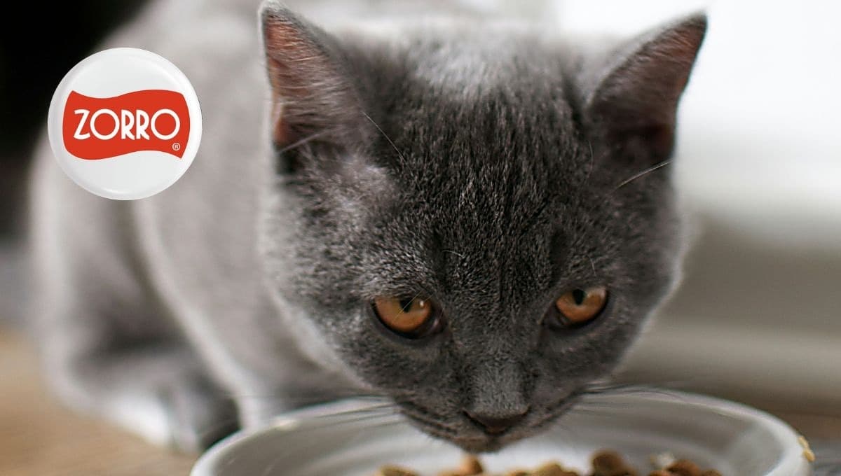 Aprovecha esta oferta de sobres para gato Félix o Purina en 3×24 pesos del Zorro Abarrotero