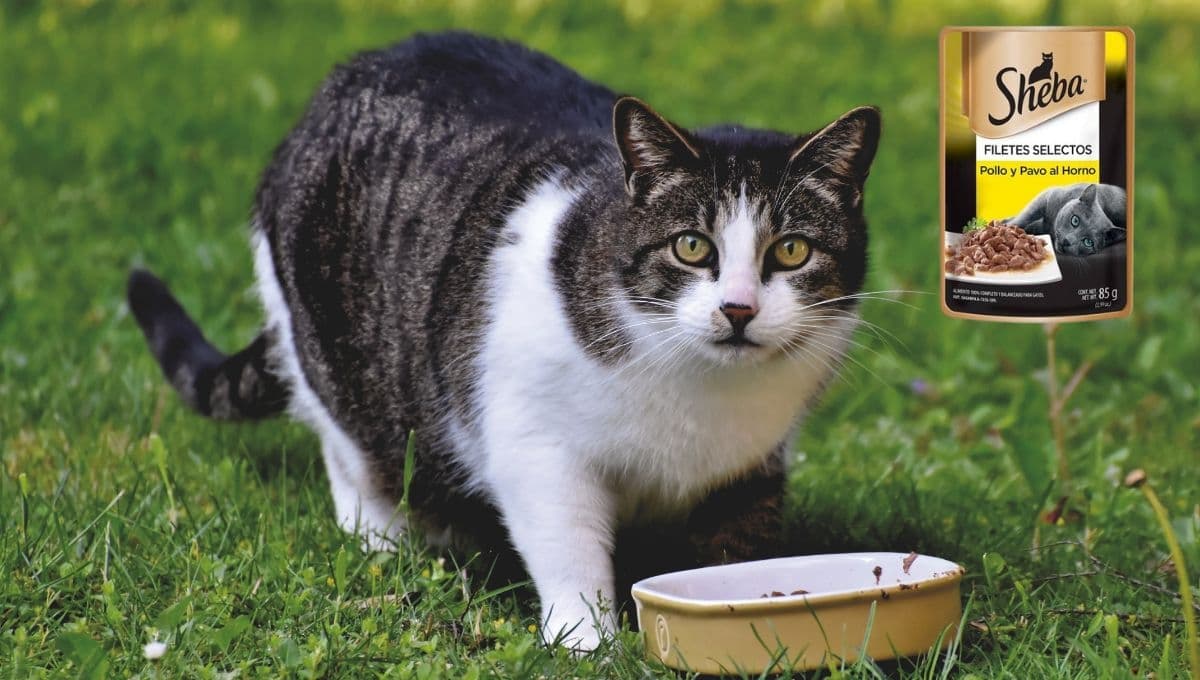 ¿Qué tan buenos son los sobres Sheba para gatos?