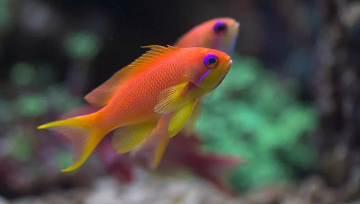 ¿Cómo hacer que mis peces se reproduzcan?