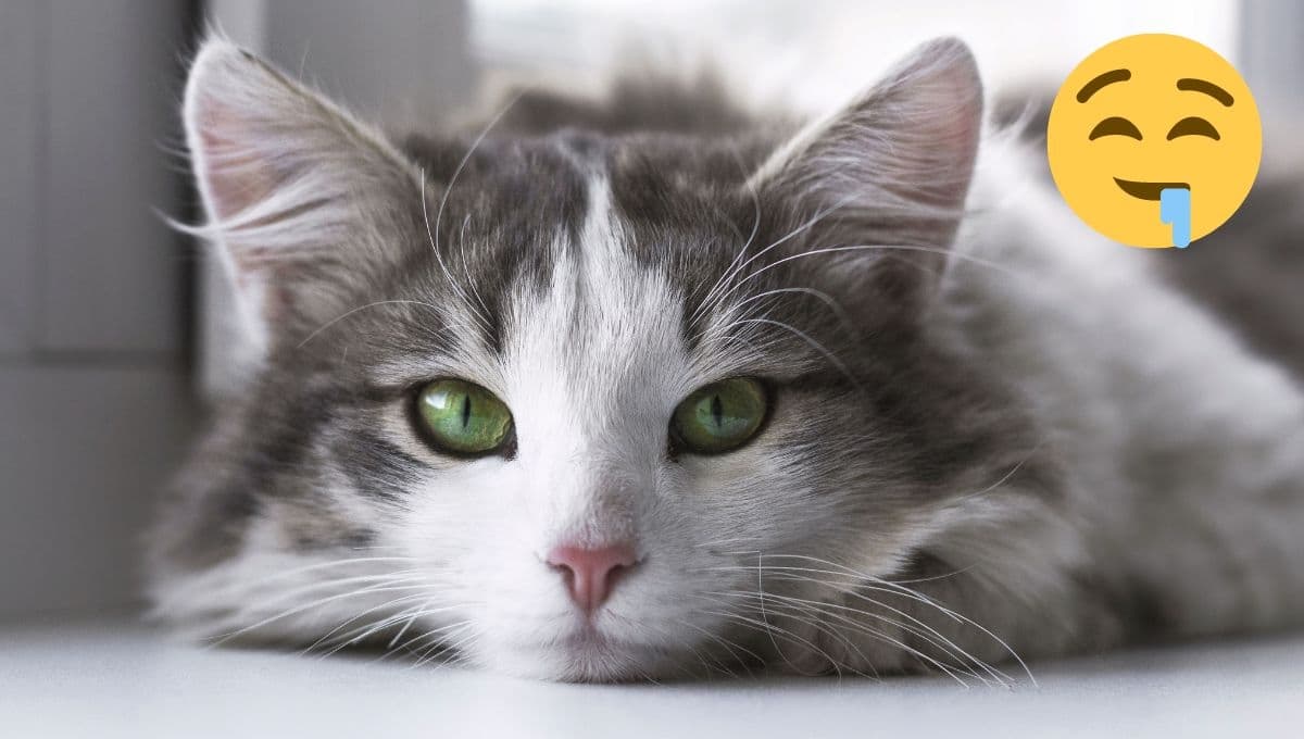 ¿Por qué a mi gato se le cae la baba?