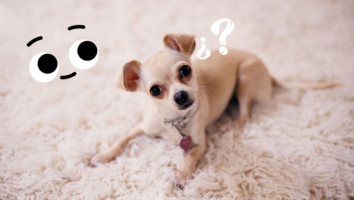 ¿Qué significa cuando un perro inclina la cabeza cuando le hablas?