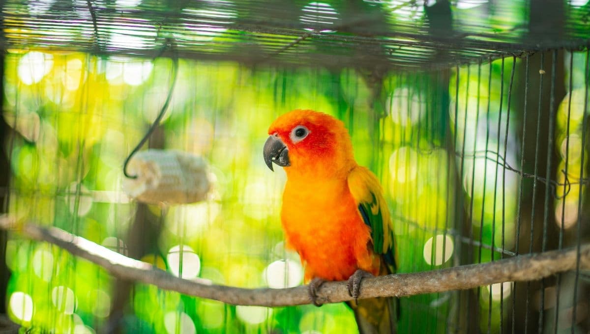 ¿Por qué a mi perico se le caen las plumas?
