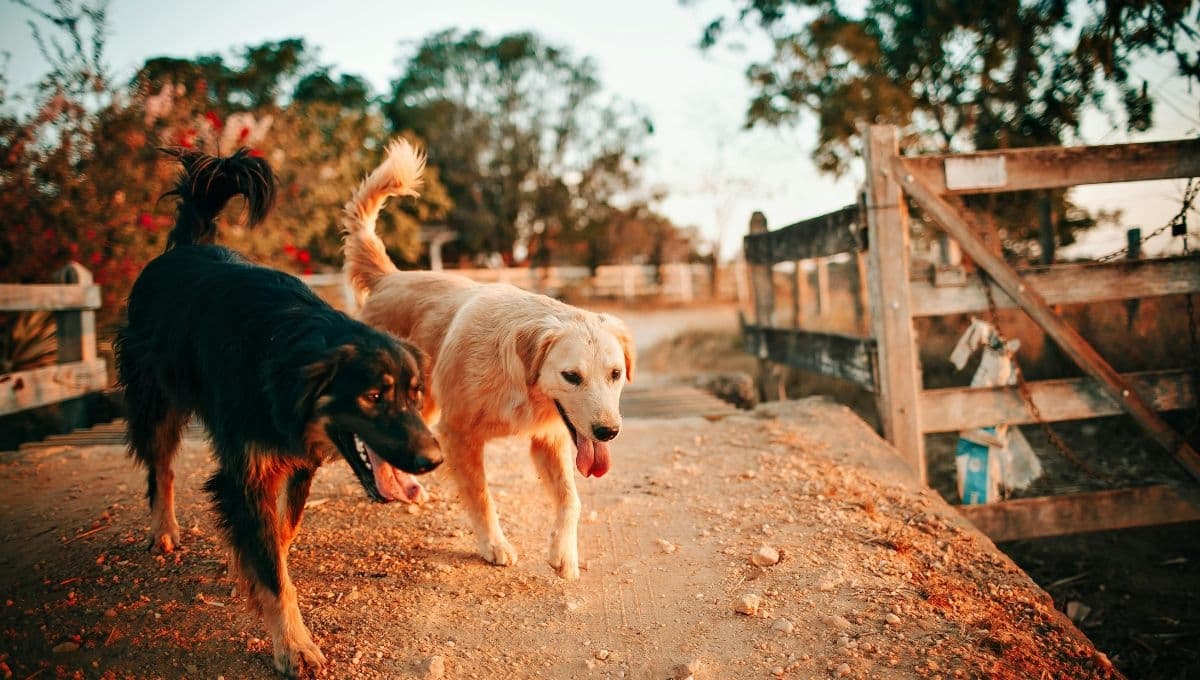 Así afecta la ola de calor a tu mascota, según veterinarios