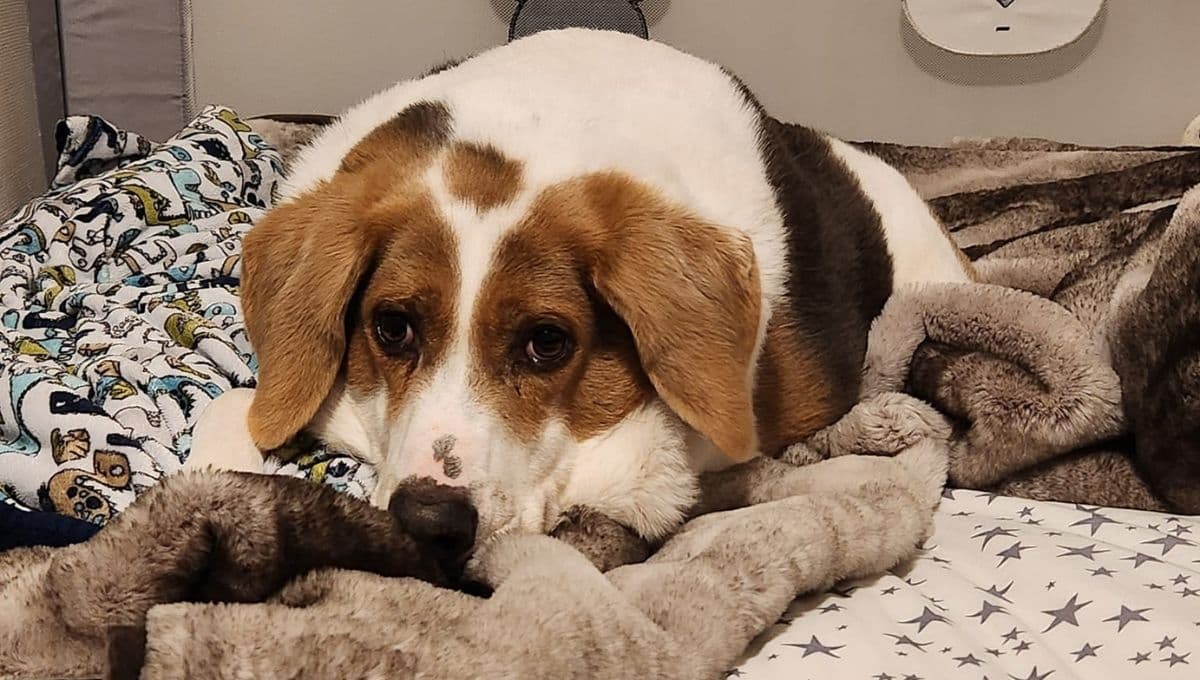 Conoce la historia de Cooper, el lomito sin cuello que es sensación en redes