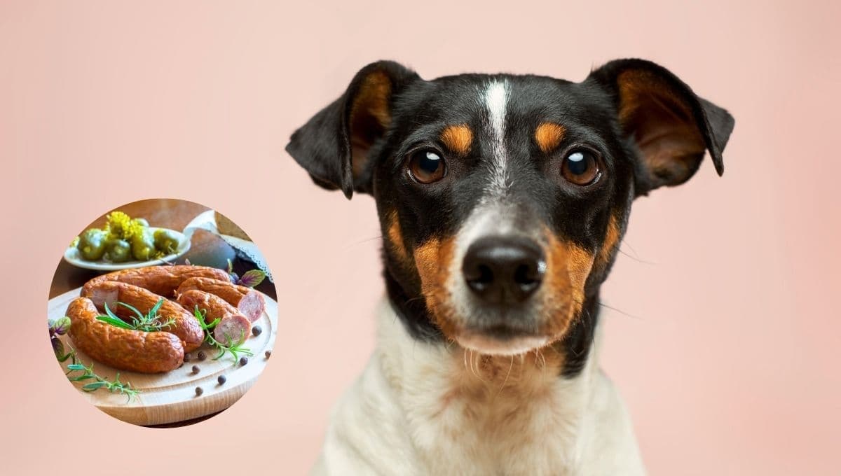 Las mejores salchichas para tu perro, según Profeco