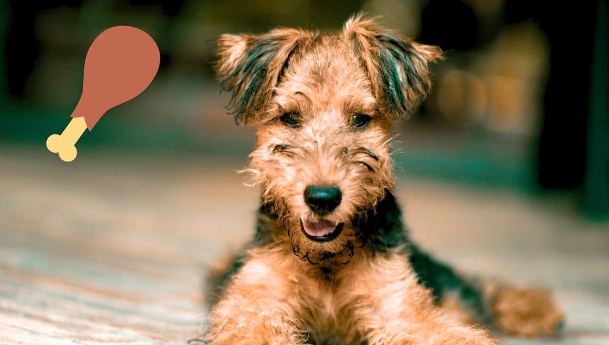 La mejor parte del pollo para los perros: ¿cuál es y cómo dársela?