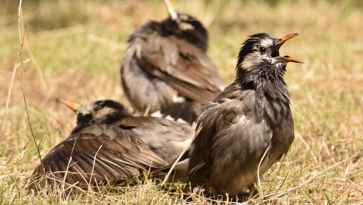 ¿Cómo cuidar a las aves del calor extremo?