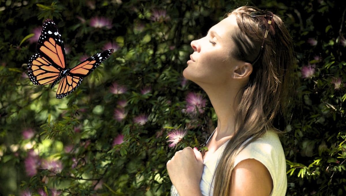 ¿Qué significa que una mariposa monarca entre a tu casa?