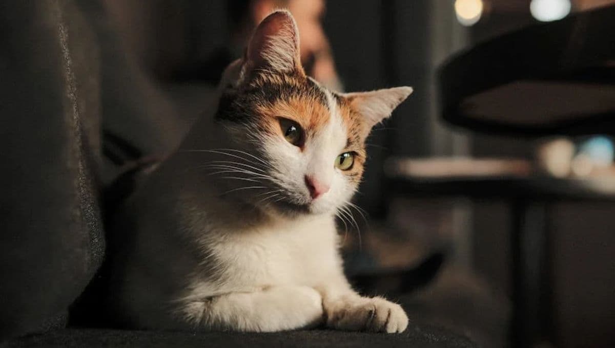 Esto pasa si encierras a tu gato durante la noche