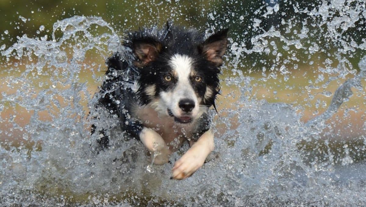 Las mejores maneras para refrescar a tu perro durante la ola de calor
