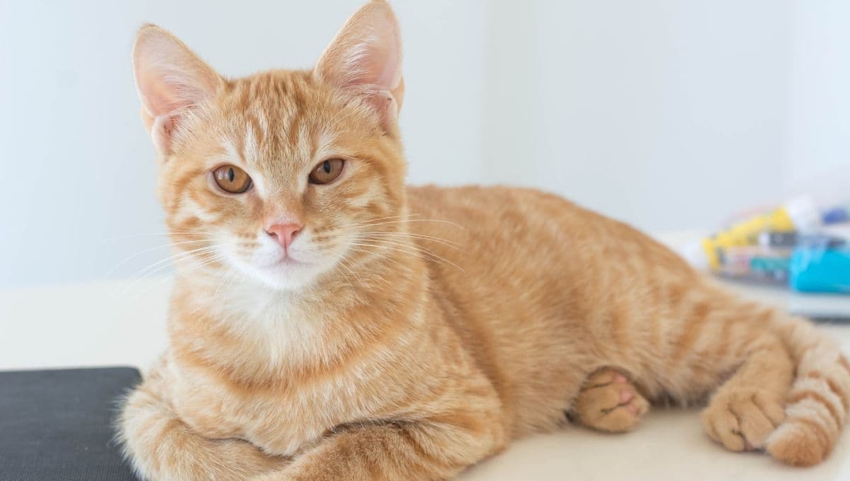3 razones por las que un gato hace afuera del arenero