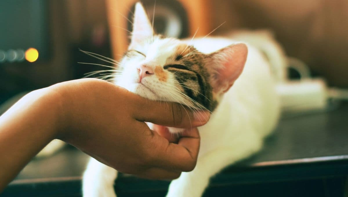 ¿Es bueno tener un gato en casa como mascota? La ciencia dice esto
