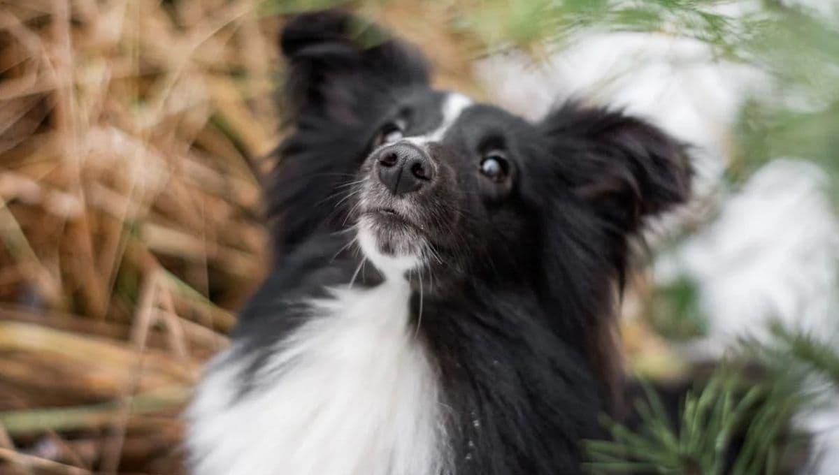 ¿Qué hacer si mi perro se está ahogando?
