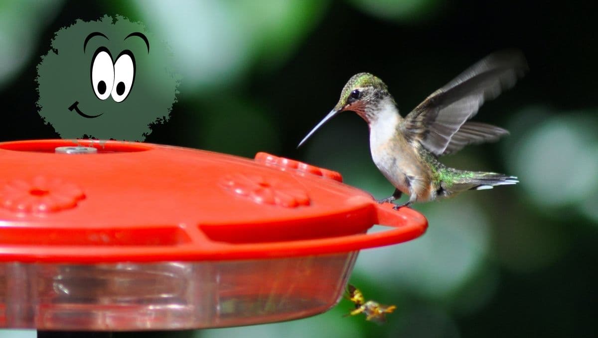 ¿Cómo preparar néctar casero para bebederos de colibríes?