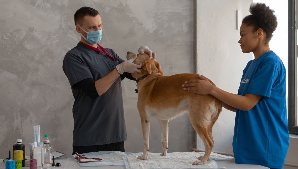 Protege a tu perro de la nueva enfermedad respiratoria con estos consejos de un veterinario
