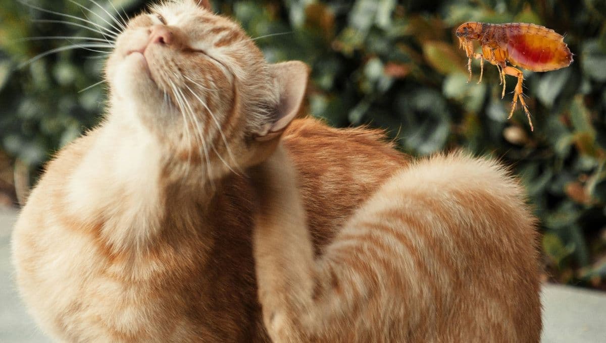 ¿Qué hacer si mi gato tiene pulgas?