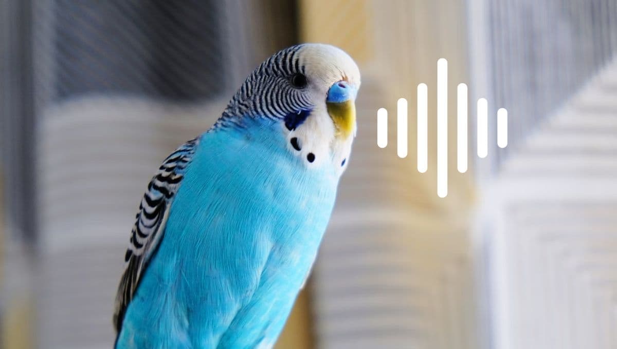 ¿Cuál es la mejor técnica para enseñarle a hablar a tu perico?