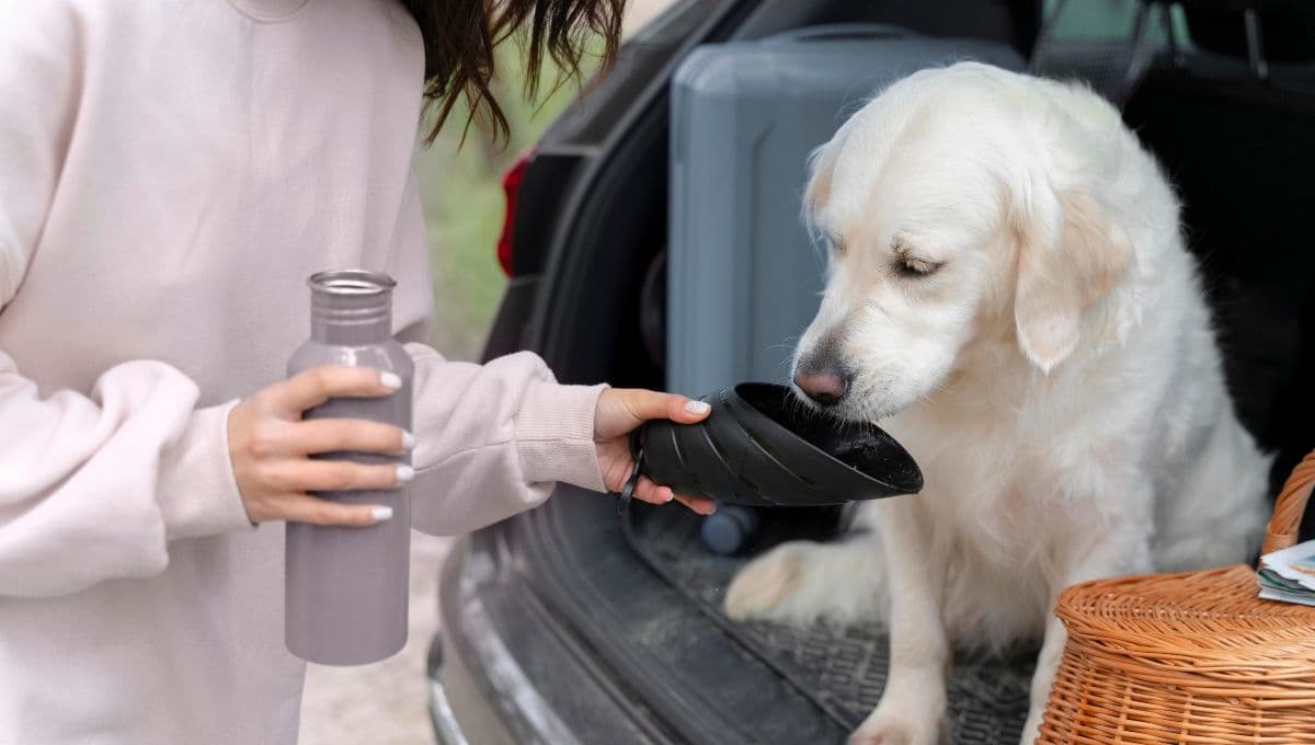 ¿Qué puede tomar tu perro aparte del agua?