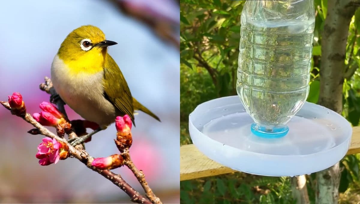 ¿Cómo hacer un bebedero para aves de la calle por ola de calor?
