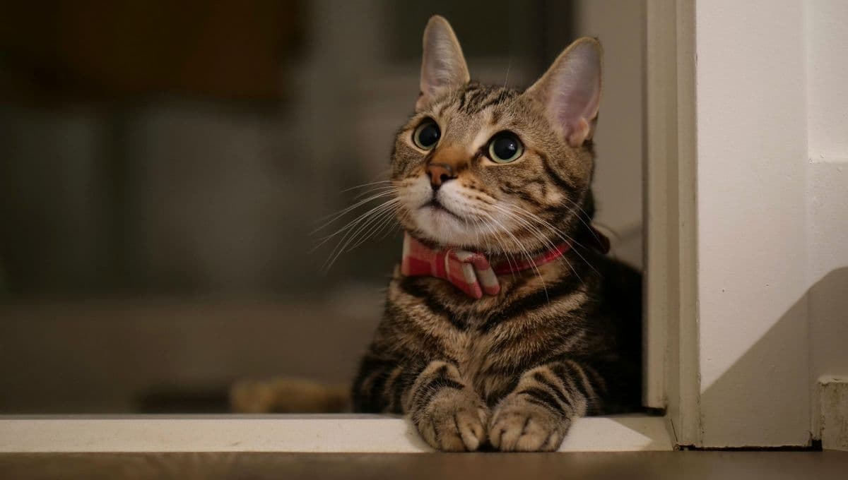 Casi todos cometen estos errores graves al educar a sus gatos