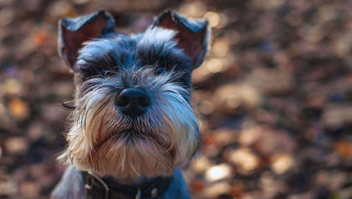 Conoce las enfermedades más comunes en perros Schnauzer