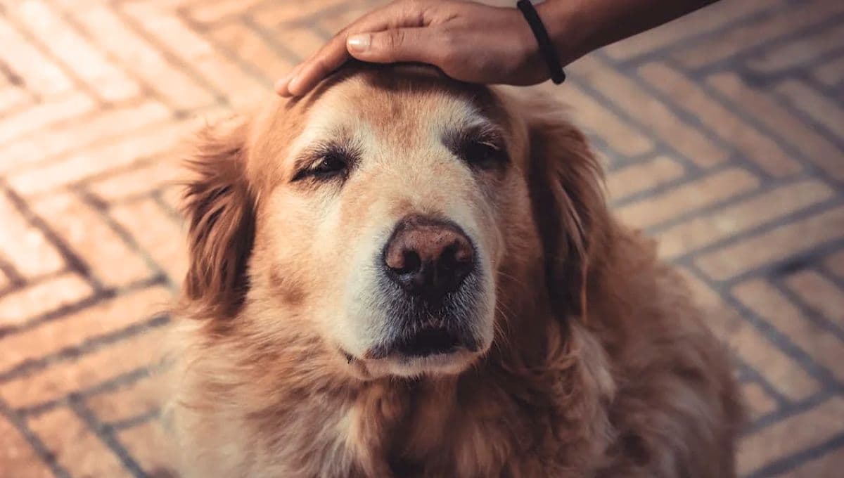 Los síntomas para detectar que tu perro tiene Alzheimer