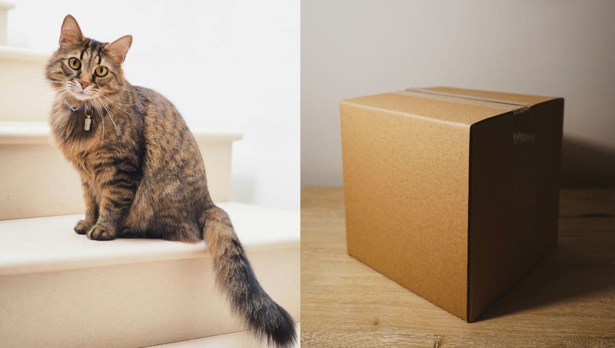 Tutorial para hacer un juguete para gato con una caja