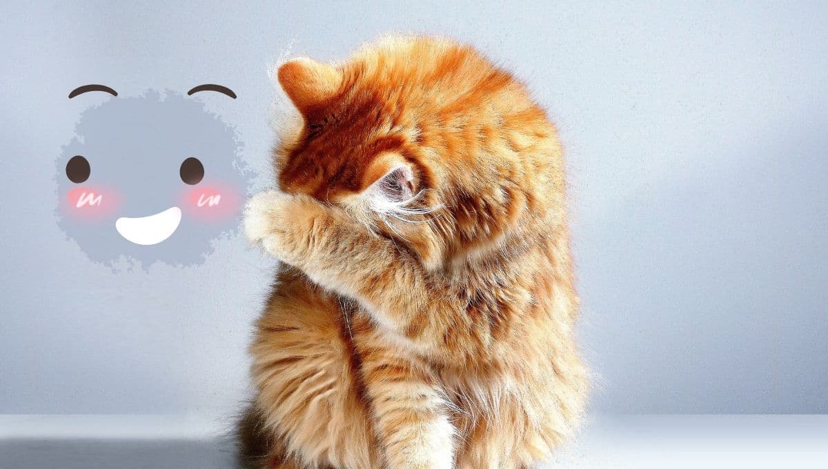 5 MEMES de gatitos con frases de amor para compartir en WhatsApp
