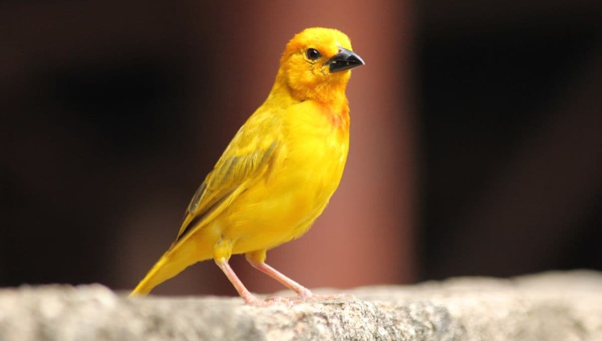 Estas son las ventajas de tener un canario como mascota