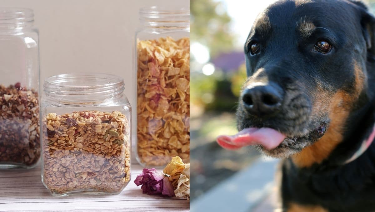 ¿Qué tan bueno es el cereal para tu perro?