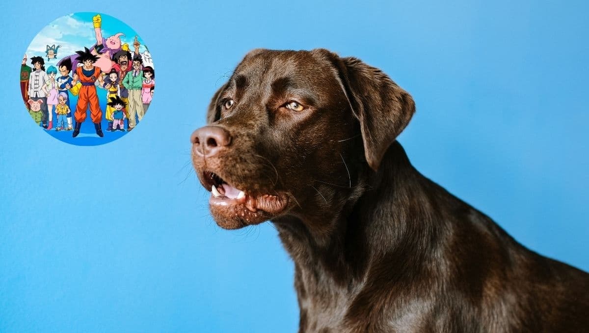 10 nombres inspirados en Dragon Ball para tu perro