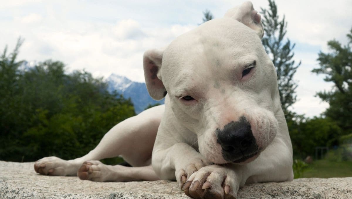 Razas de perros: las curiosidades que tienes que conocer del Dogo argentino