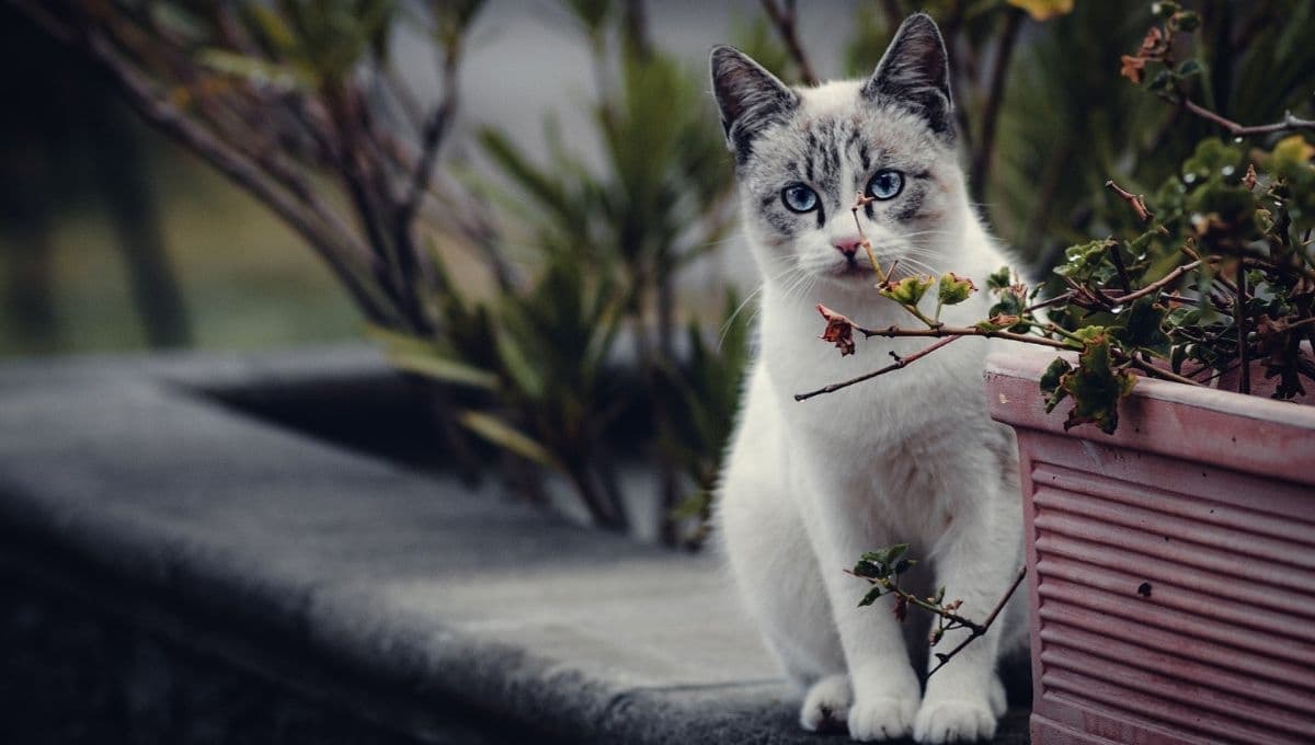 El truco para hacer que tu gato regrese a casa si se salió a la calle